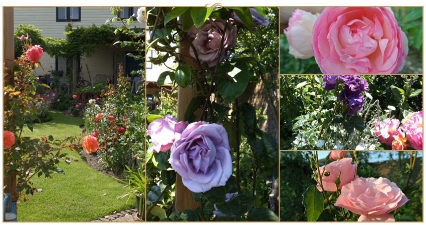 De rozen in de achtertuin